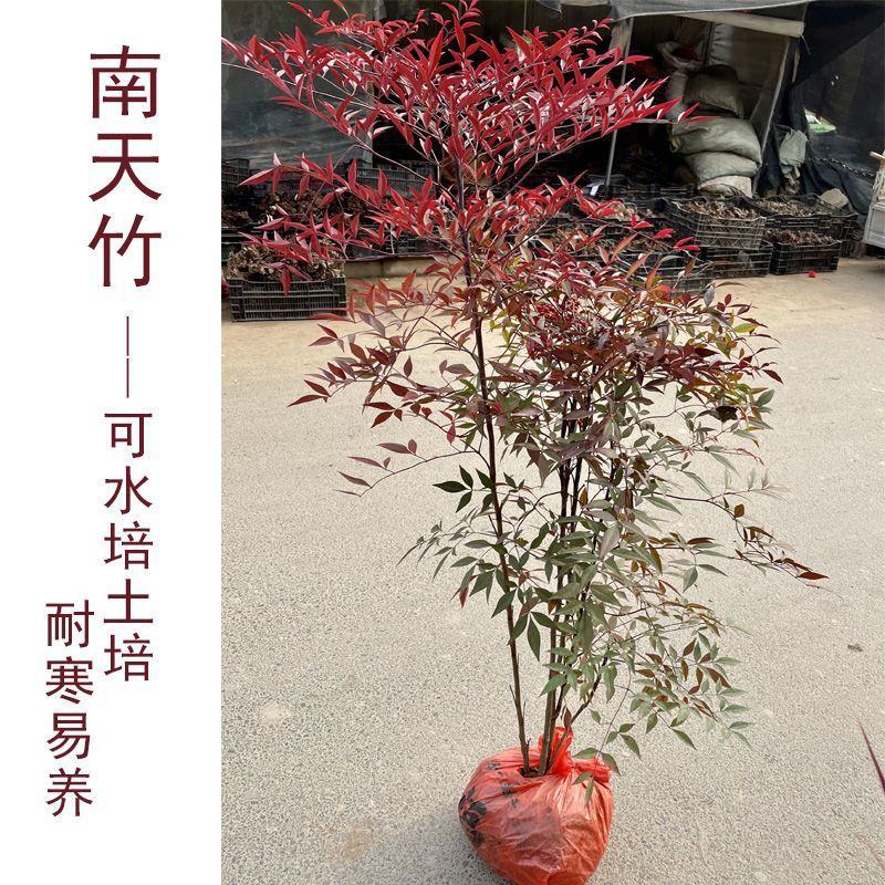 南天竹苗蓝天竹，公园.庭院道路绿化工程大小规格齐全