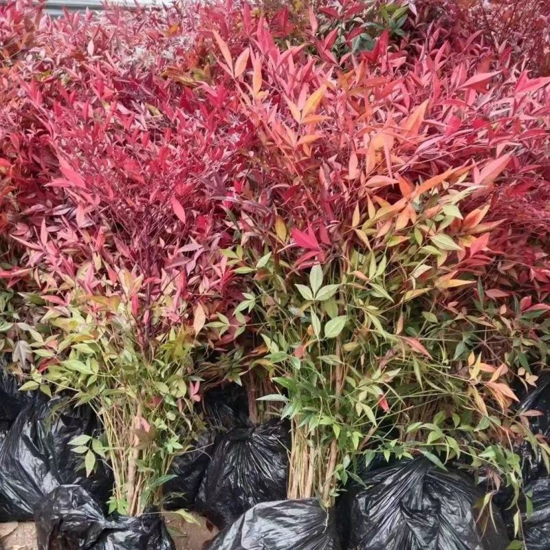 南天竹苗蓝天竹，公园.庭院道路绿化工程大小规格齐全