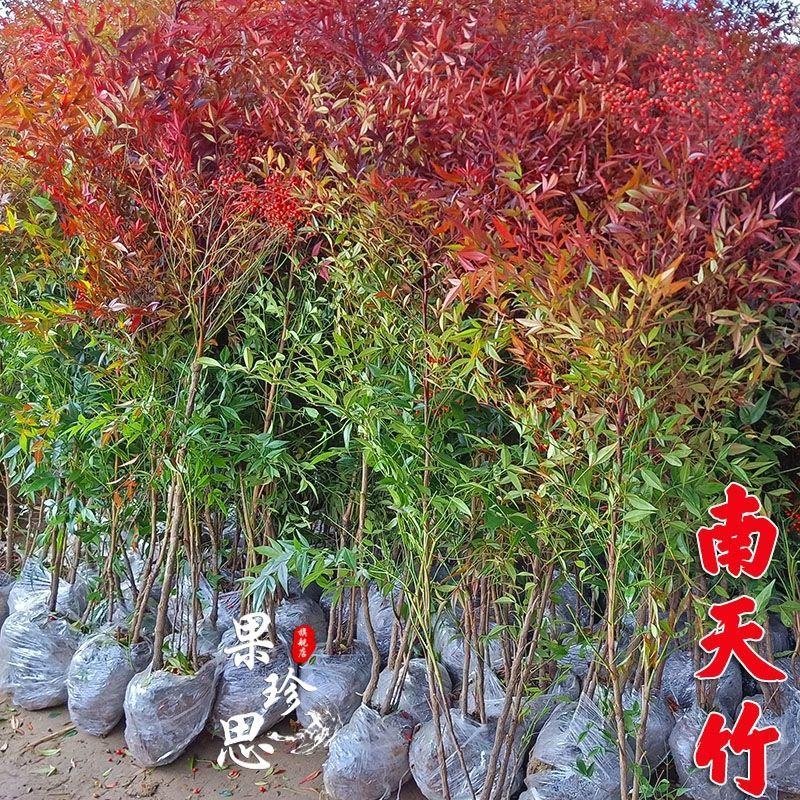 南天竹苗蓝天竹，公园.庭院道路绿化工程大小规格齐全