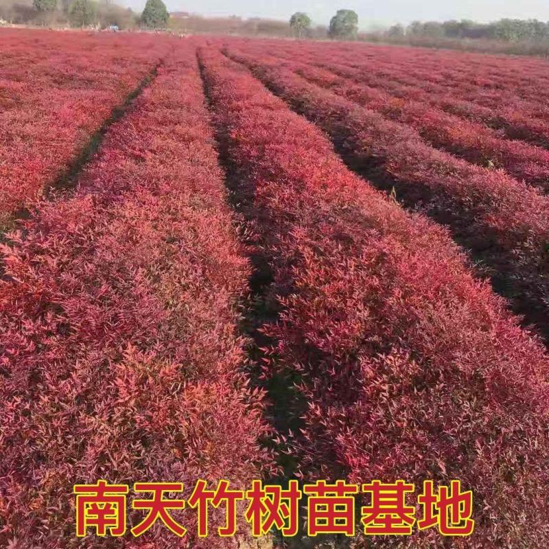 南天竹苗蓝天竹，公园.庭院道路绿化工程大小规格齐全