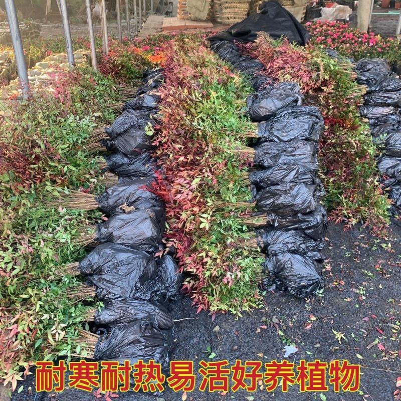 南天竹苗蓝天竹，公园.庭院道路绿化工程大小规格齐全