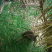 野兔种兔、包成活、可以视频挑选、免费提供技术