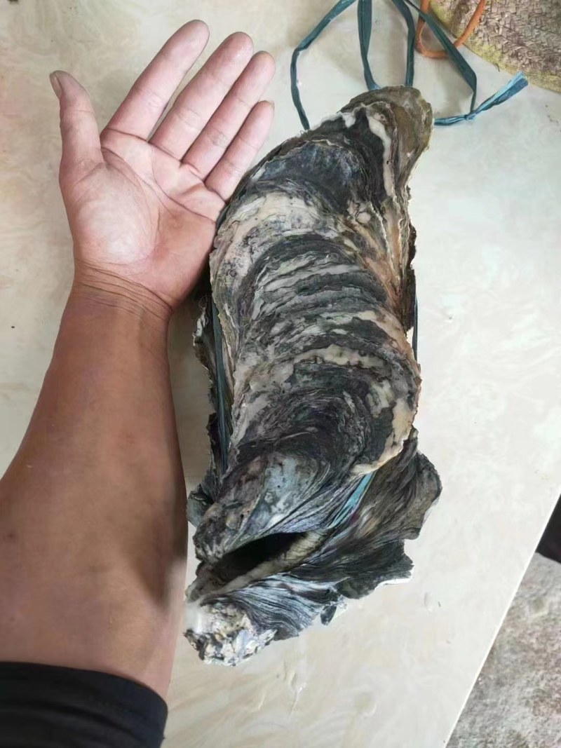 一手源头，珠海特大蚝，澳门拖鞋蚝，网红蚝，手臂蚝，价优