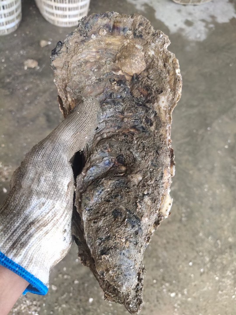 一手源头，珠海特大蚝，澳门拖鞋蚝，网红蚝，手臂蚝，价优