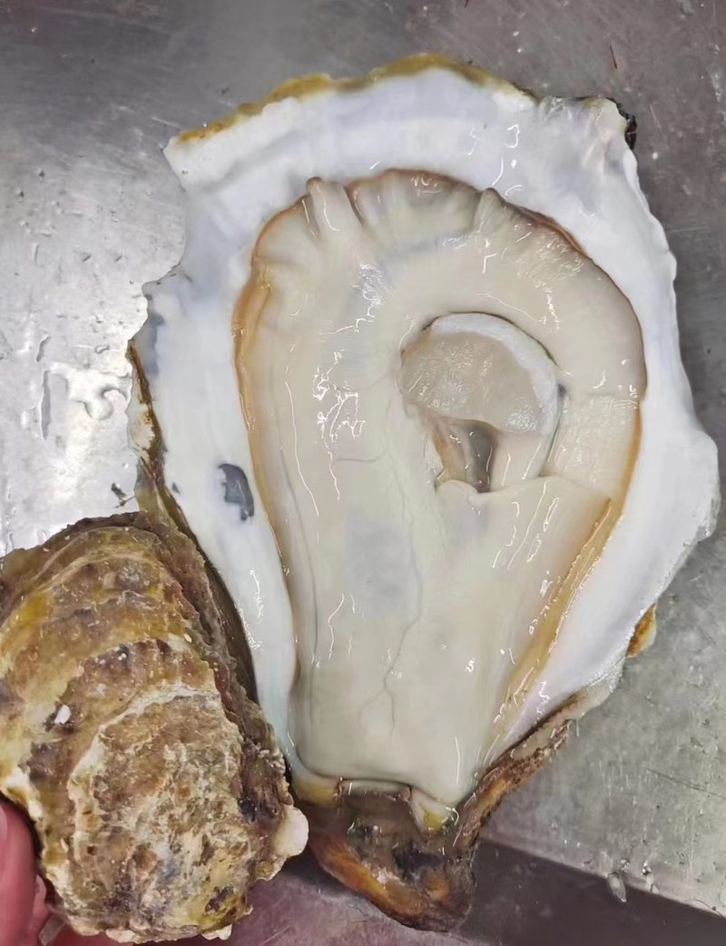一手源头，珠海特大蚝，澳门拖鞋蚝，网红蚝，手臂蚝，价优