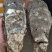 原产地供应商资源，全网低价格，天然脚板蚝，网红手臂蚝