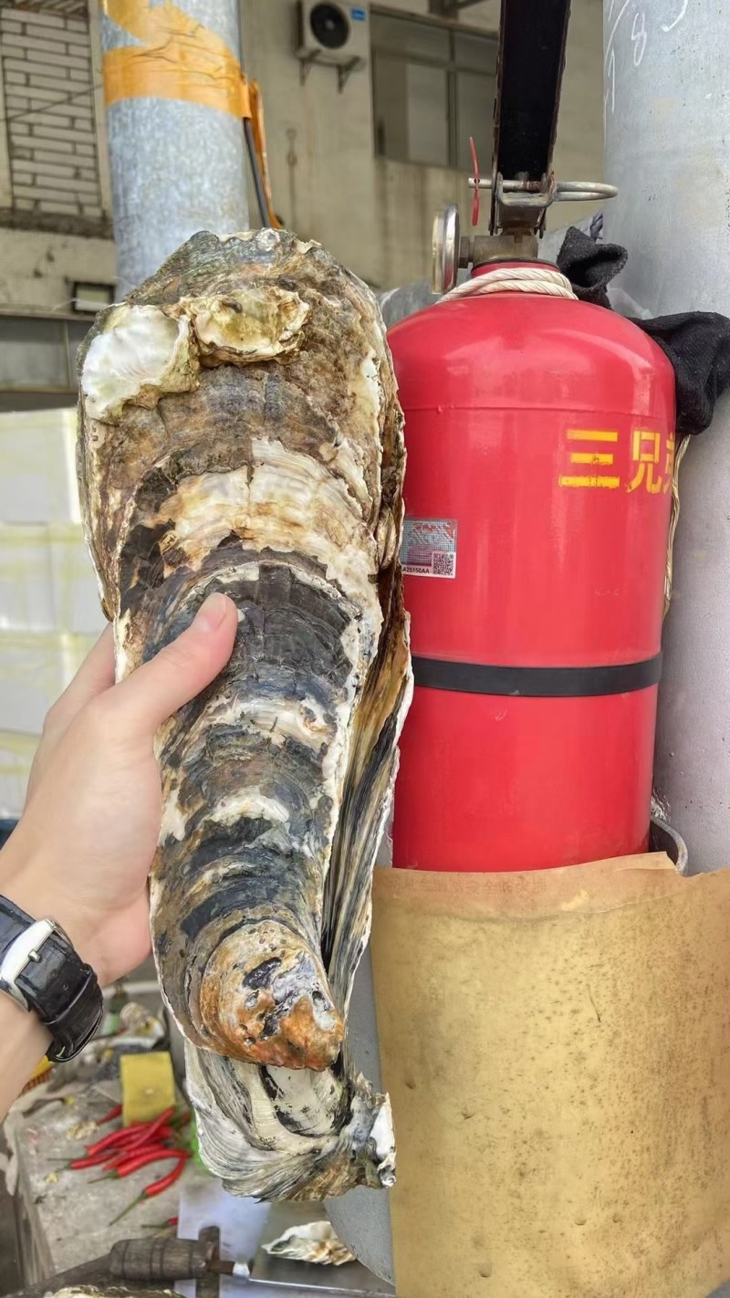 原产地供应商资源，全网低价格，天然脚板蚝，网红手臂蚝