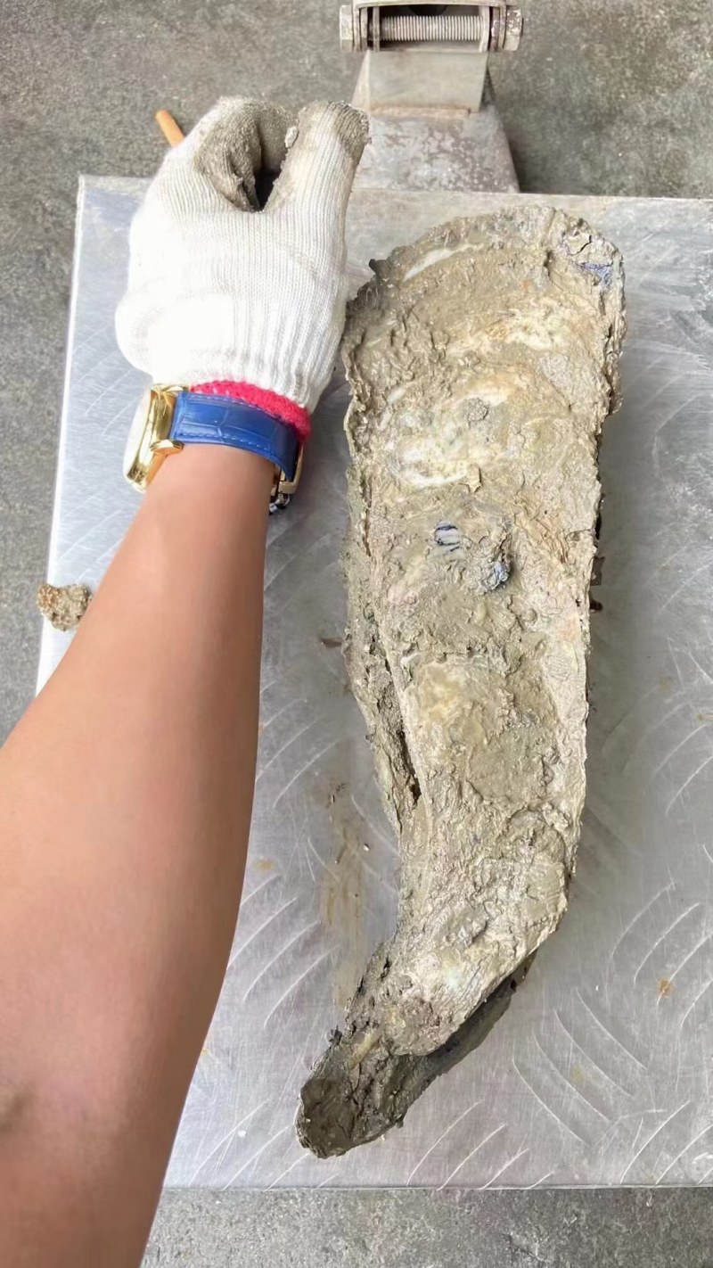 原产地供应商资源，全网低价格，天然脚板蚝，网红手臂蚝