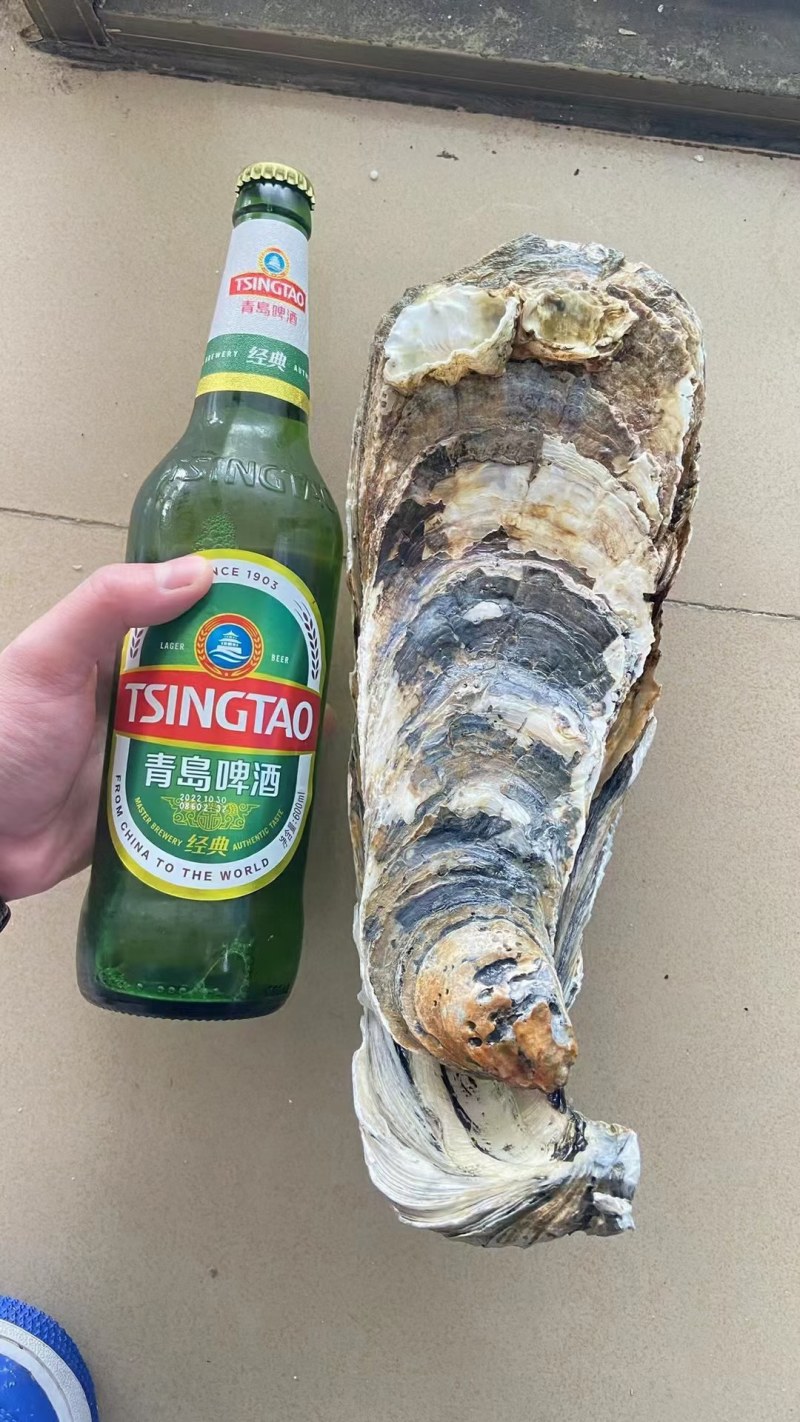 原产地供应商资源，全网低价格，天然脚板蚝，网红手臂蚝
