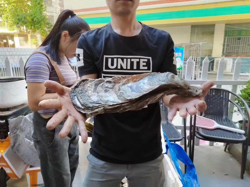 原产地供应商资源，全网低价格，天然脚板蚝，网红手臂蚝