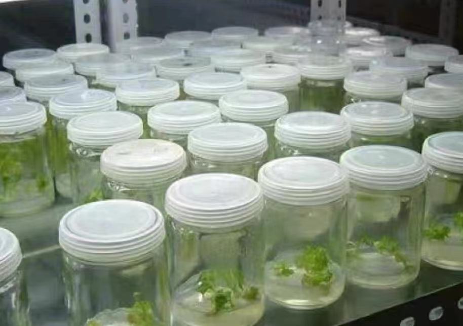 实验室内的脱毒商薯茎尖组织培养过程展示,透明培养瓶内可见绿色嫩苗在琼脂培养基上健康生长,背景为洁净工作台和显微操作设备,体现脱毒种苗生产的科技化流程 脱毒商薯组培苗在无菌培养瓶中的生长状态