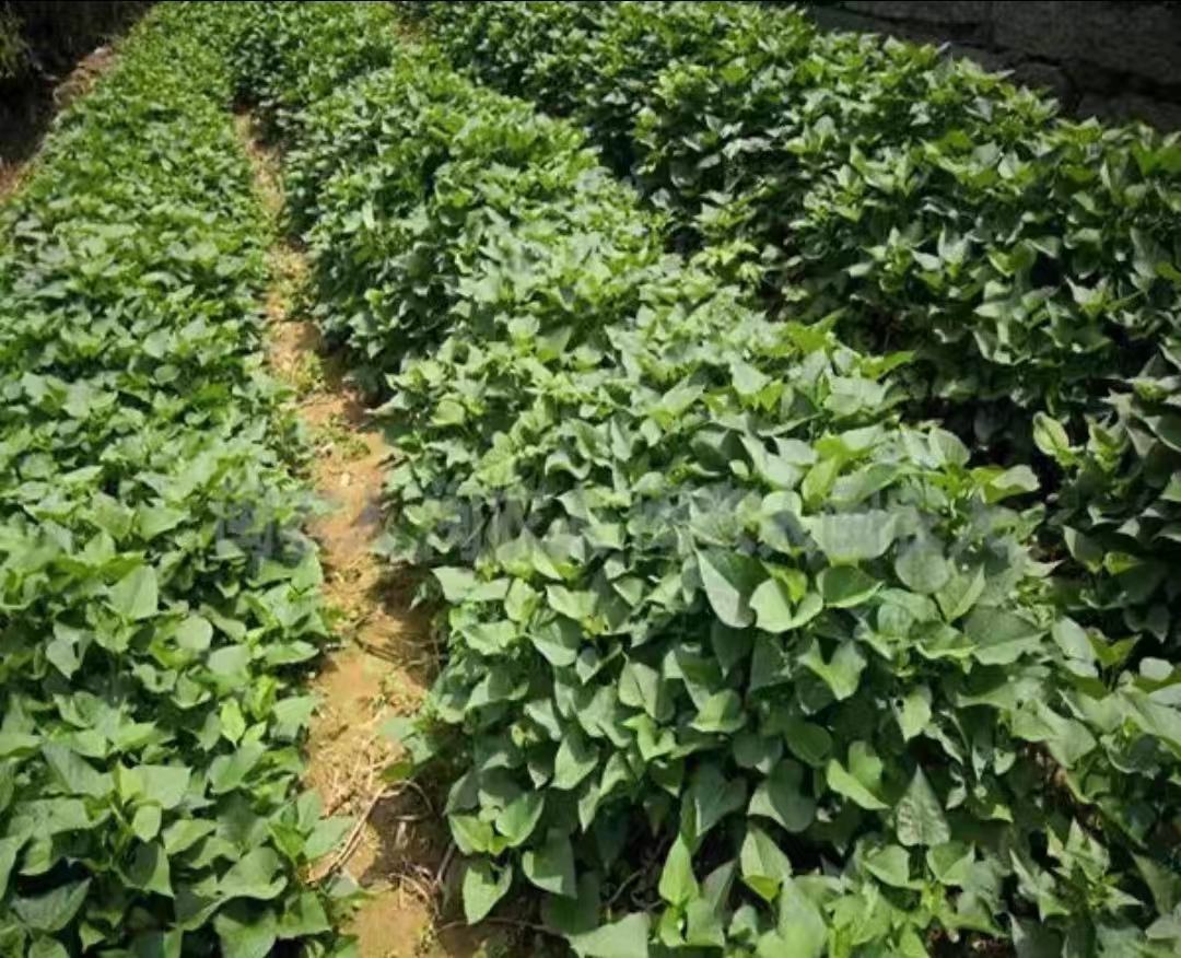 商薯田间长势航拍图