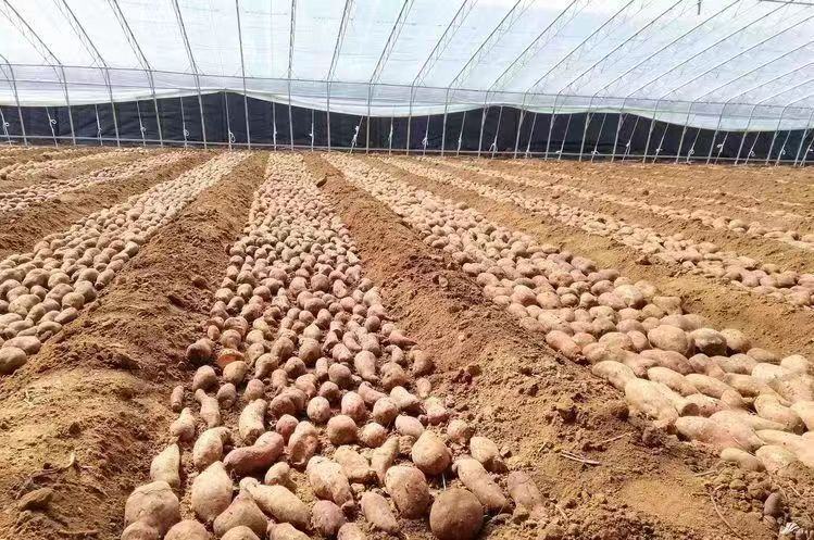 烟薯温床催芽现场图