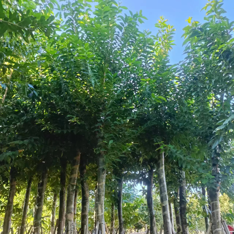 大量低价出售水翁树5-8-12-15-18公分