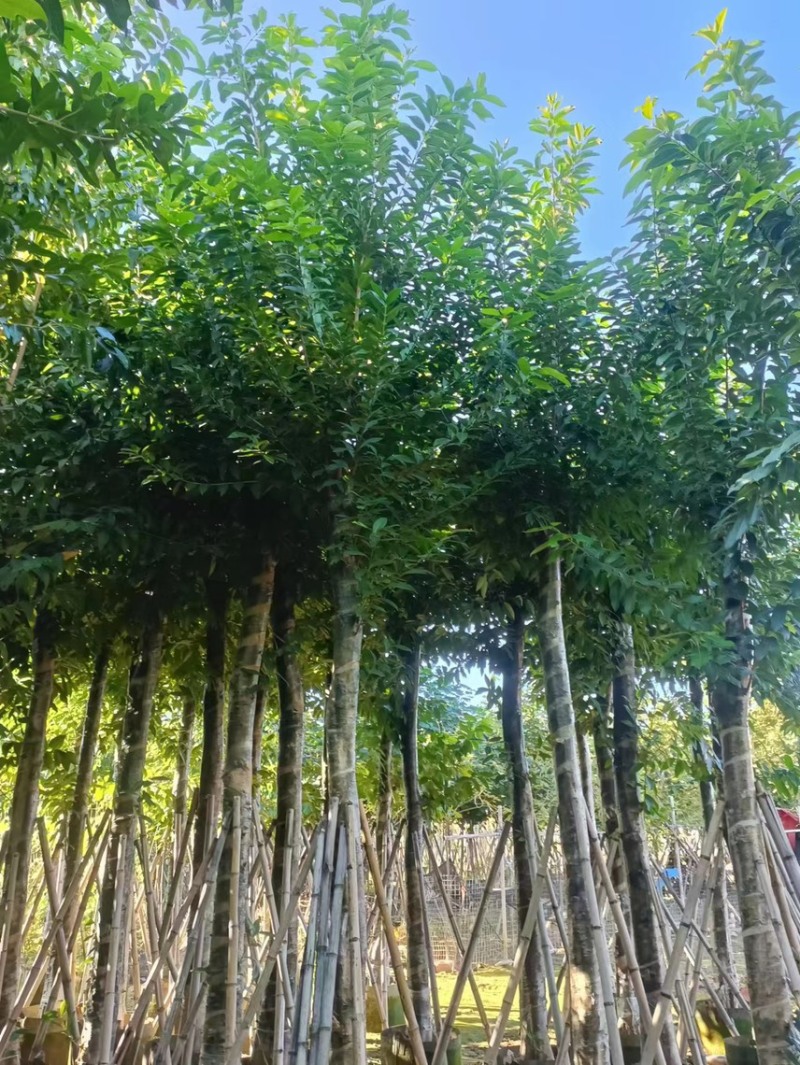 大量低价出售水翁树5-8-12-15-18公分