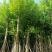 大量低价出售水翁树5-8-12-15-18公分