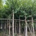 大量低价出售水翁树5-8-12-15-18公分