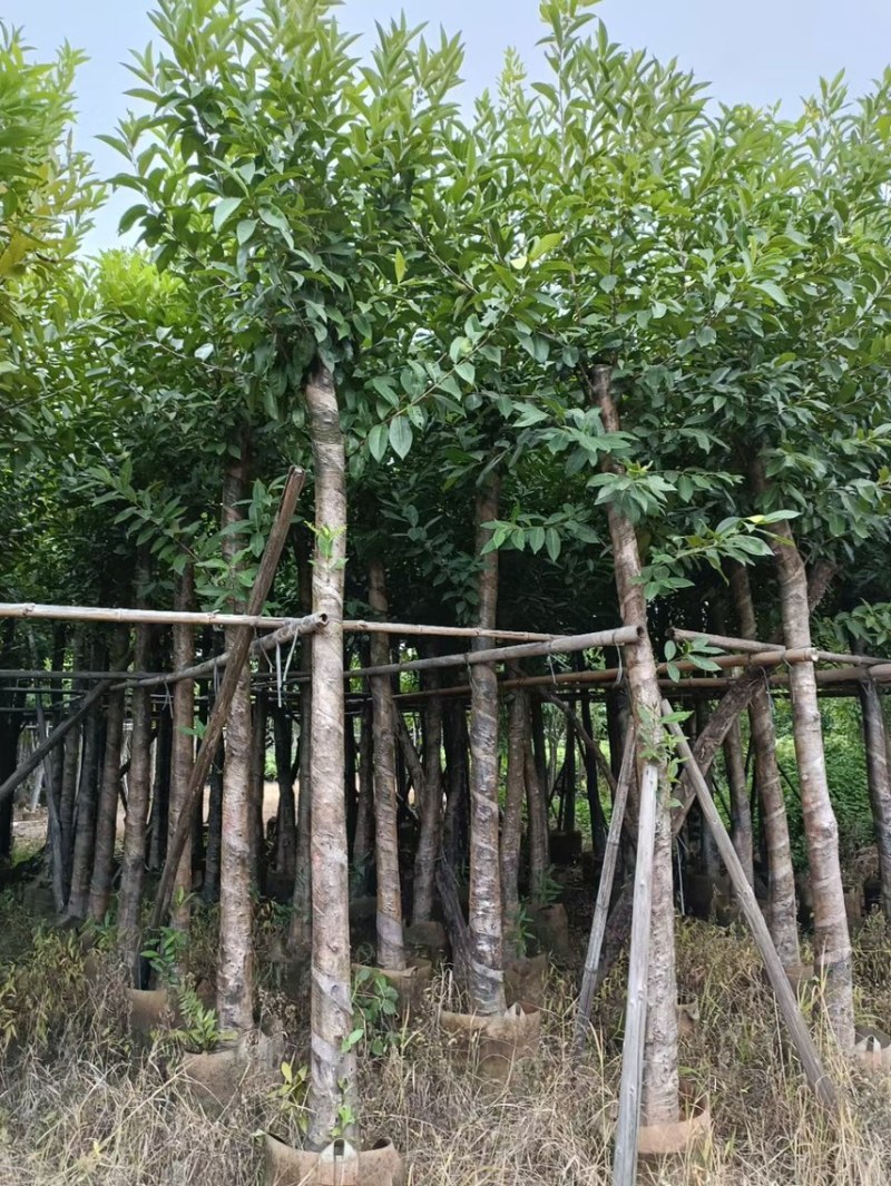 大量低价出售水翁树5-8-12-15-18公分