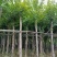 大量低价出售水翁树5-8-12-15-18公分
