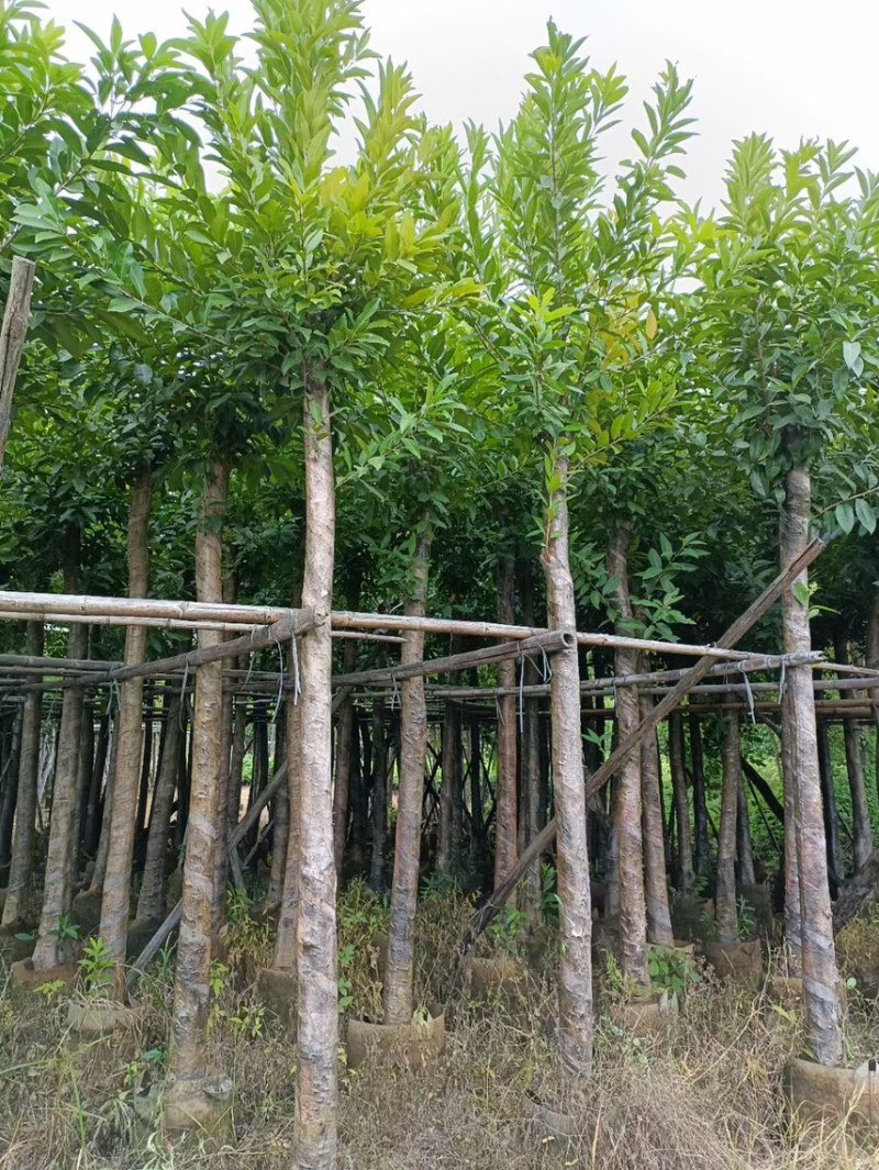 大量低价出售水翁树5-8-12-15-18公分