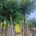 大量低价出售水翁树5-8-12-15-18公分