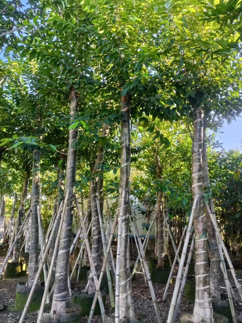 大量低价出售水翁树5-8-12-15-18公分