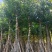 大量低价出售水翁树5-8-12-15-18公分