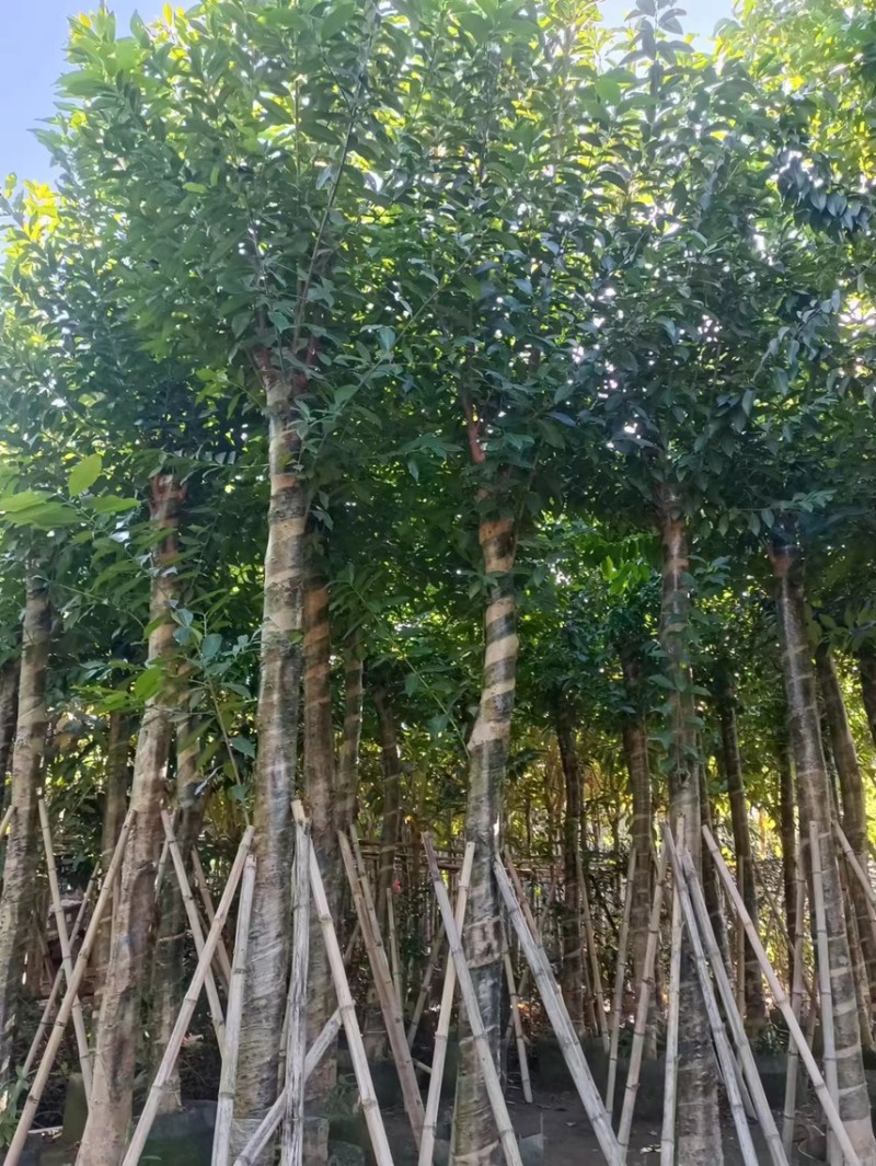 大量低价出售水翁树5-8-12-15-18公分