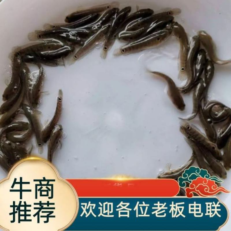 七星鱼苗花星雷龙山斑三花渔场直供可以高密度养殖