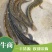 七星鱼苗花星雷龙山斑三花渔场直供可以高密度养殖