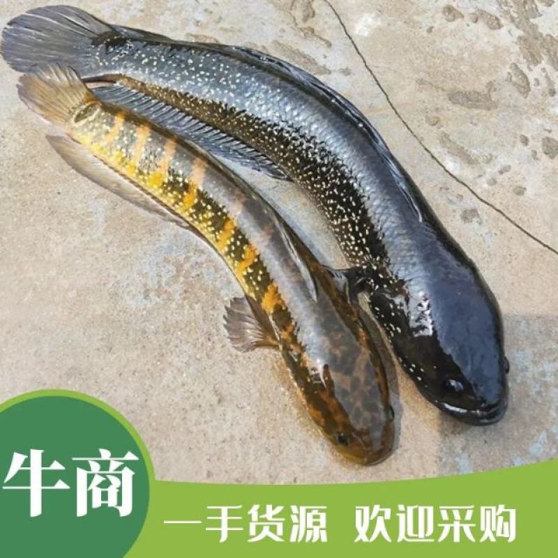 七星鱼苗花星雷龙山斑三花渔场直供可以高密度养殖