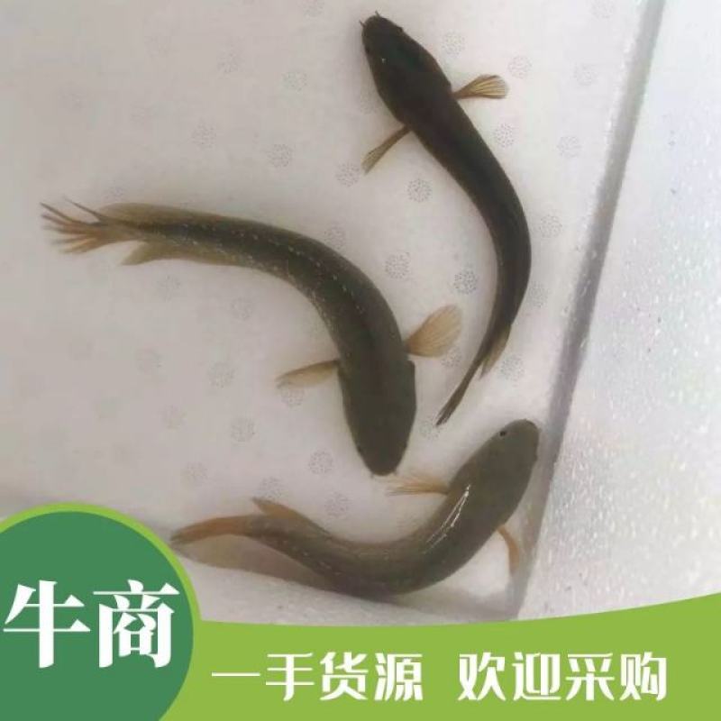 七星鱼苗花星雷龙山斑三花渔场直供可以高密度养殖