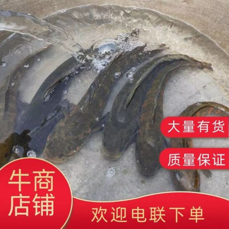 七星鱼苗花星雷龙山斑三花渔场直供可以高密度养殖