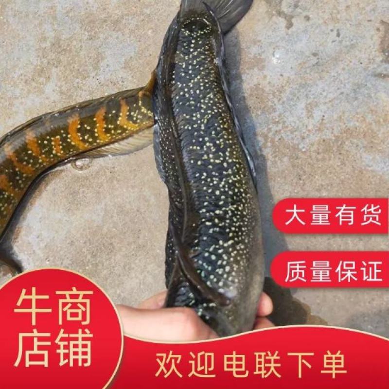 七星鱼苗花星雷龙山斑三花渔场直供可以高密度养殖