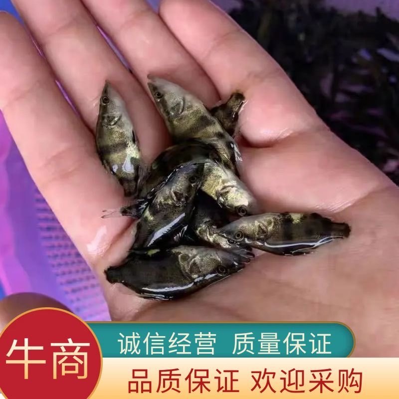 桂花鱼苗，鳜鱼，渔场直供，技术指导，量大优惠，存活率保障