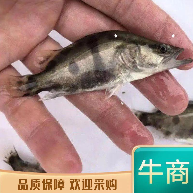 桂花鱼苗，鳜鱼，渔场直供，技术指导，量大优惠，存活率保障