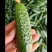 精品玛莎小黄瓜
