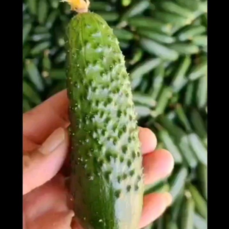精品玛莎小黄瓜