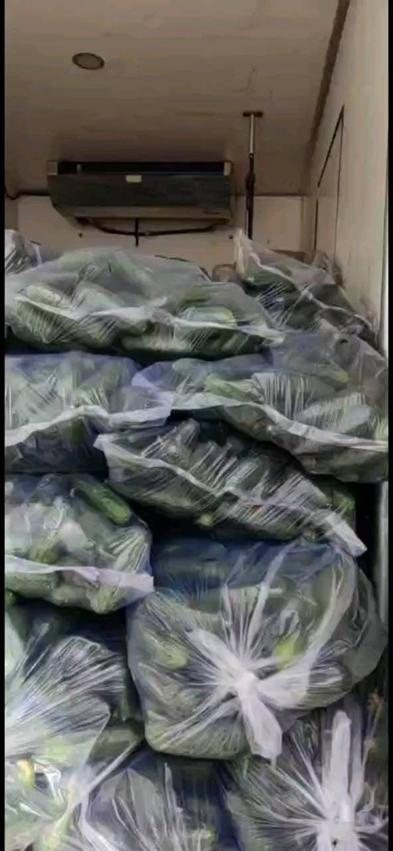 精品玛莎小黄瓜