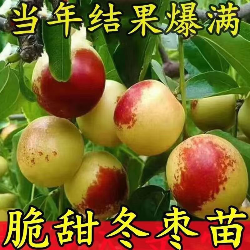 【优质】冬枣苗，沾化二代冬枣苗，嫁接冬枣树苗基地直销