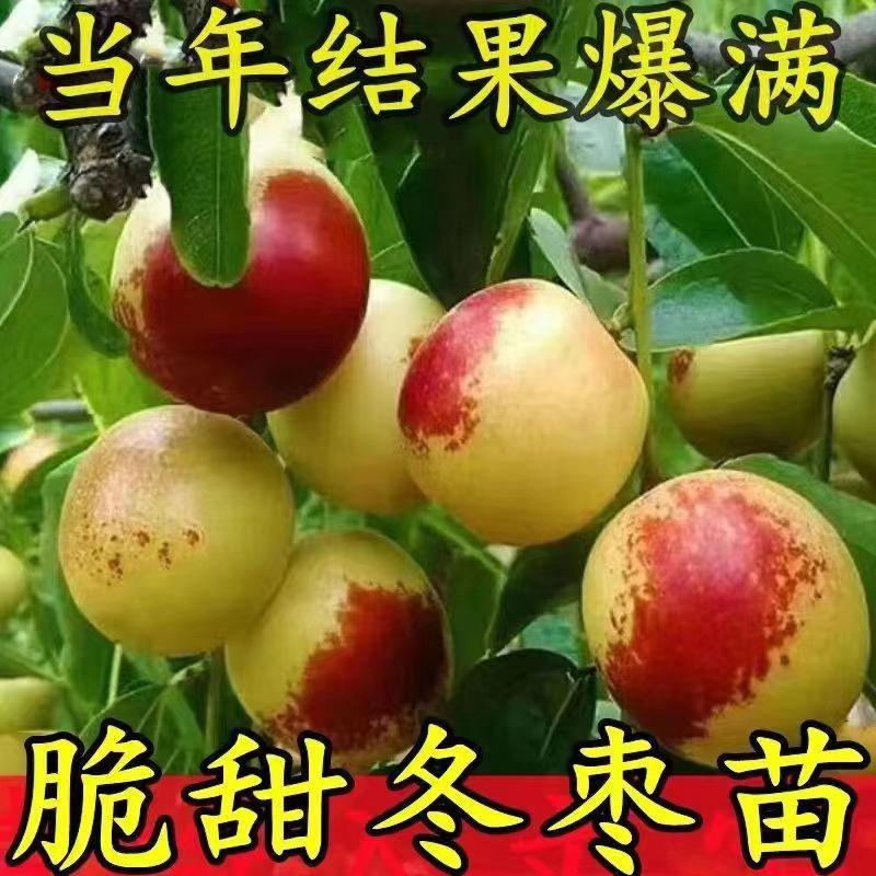 【优质】冬枣苗，沾化二代冬枣苗，嫁接冬枣树苗基地直销