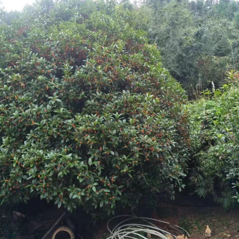桂花树，状元红