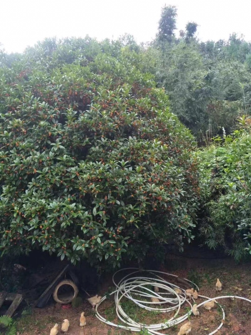 桂花树，状元红