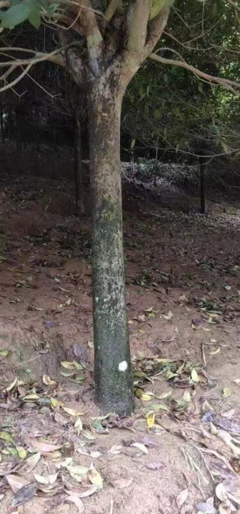 桂花树，状元红
