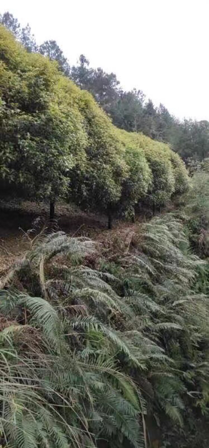 桂花树，状元红