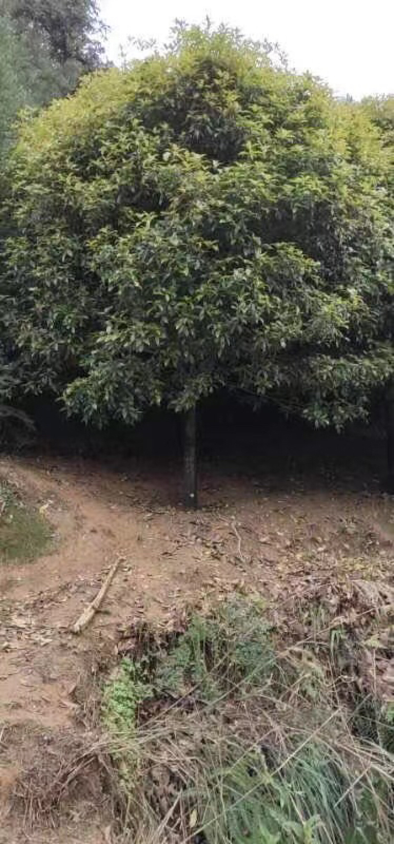 桂花树，状元红