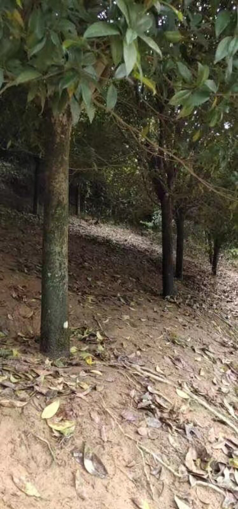 桂花树，状元红