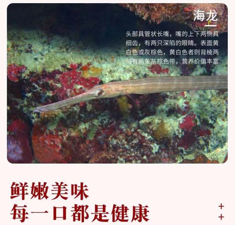 海龙鱼，优质海产品，营养足，货量大，价格优