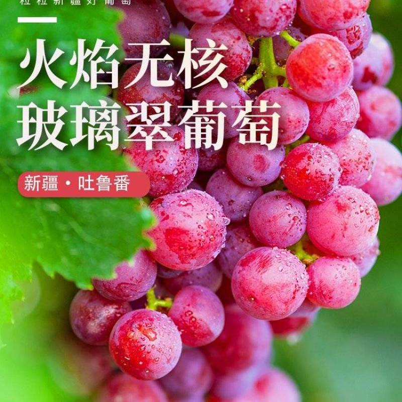 火焰无核佛雷无核新疆特别发展品种