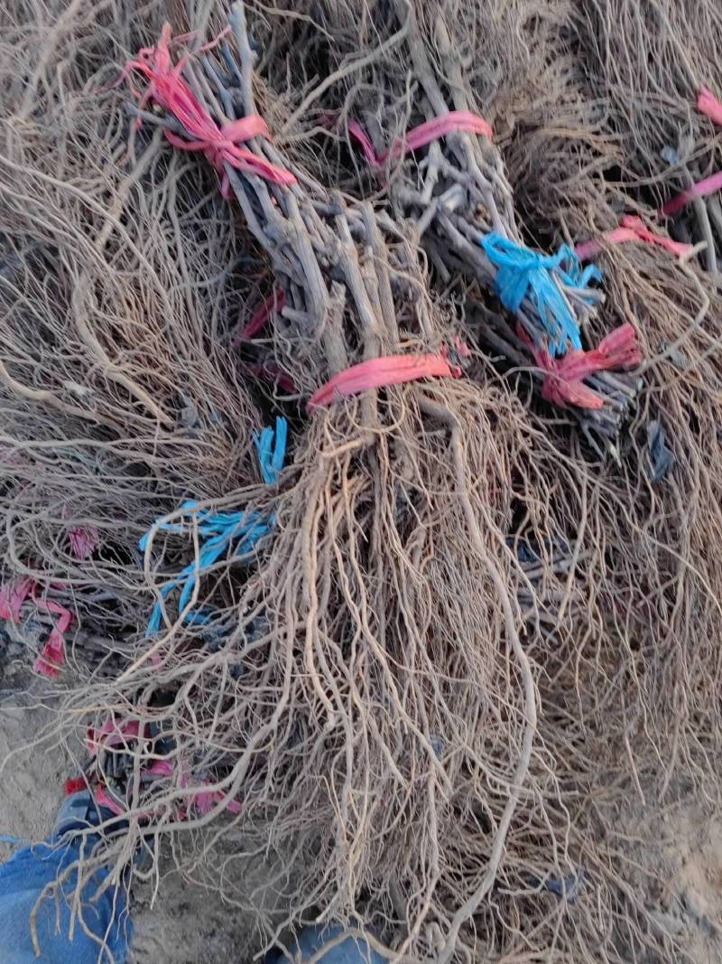 火焰无核佛雷无核新疆特别发展品种